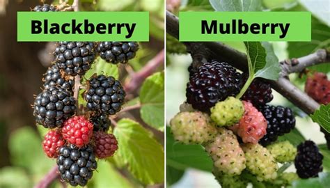 berry similar to mulberries